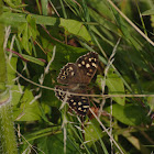 Speckled Wood