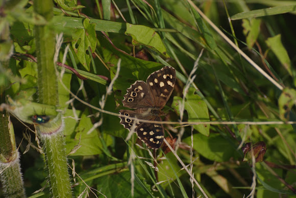 Spotting Image 1
