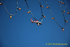 Helicopters