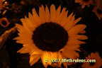 this is how a sunflower looks like
