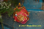 scary looking fish! scary looking fish!