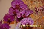close-up of orchid