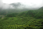nice scenic view from Bharat tea shop nice scenic view from Bharat tea shop