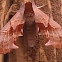 Eyed Sphinx