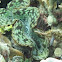 Giant clam