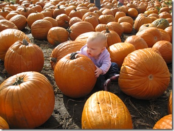 Pumpkin Patch 135