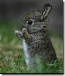 buny!!!!!!