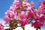 Pink plum blossoms and fresh blue sky