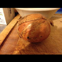Common Onion
