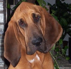 [bloodhound101503a[17].jpg]