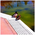 Mallard Duck