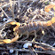 Alacrán común. Common scorpion