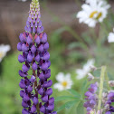 Lupine