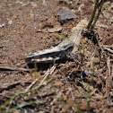 Grasshopper