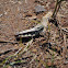 Grasshopper