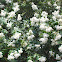 crepe myrtle; crape myrtle