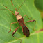 Bean Bug