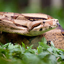 Common Northern Boa