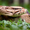 Common Northern Boa