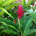 Ginger
