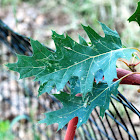 Red oak