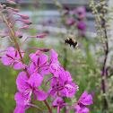 Willowherb
