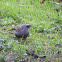 Apostlebird