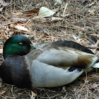 Mallard Duck