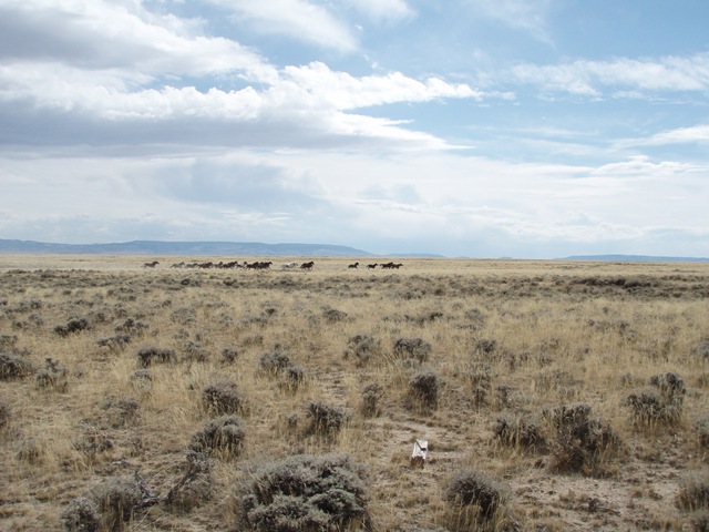 [wyo antelope031[3].jpg]