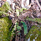 Ebony spleenwort