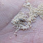 Antlion (larva form also known as "doodle bug")