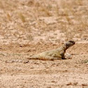 Spiny-tailed lizard