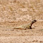 Spiny-tailed lizard