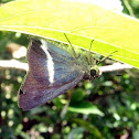 White Banded Awl
