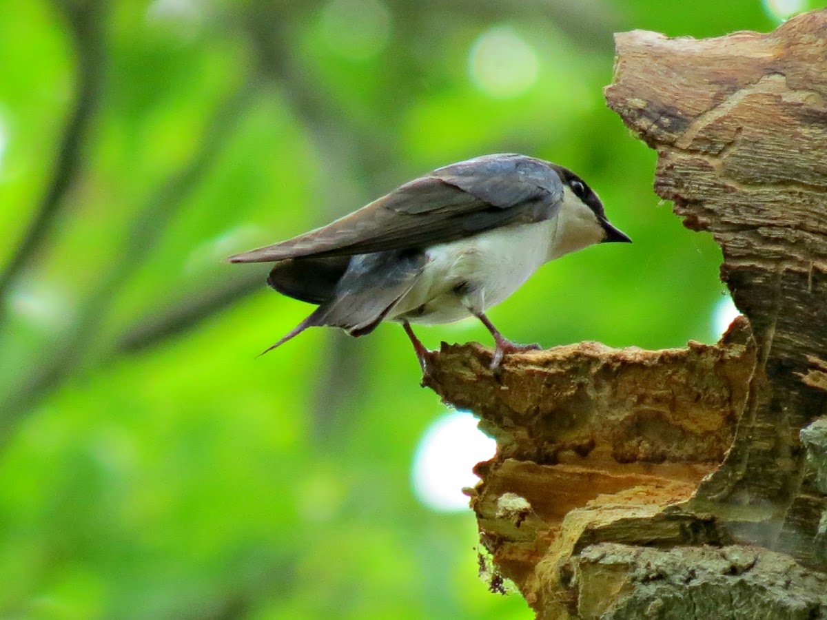 Tree Swallow