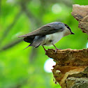 Tree Swallow
