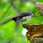 Tree Swallow