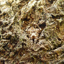 Mimetic Spider