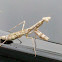 Praying Mantis