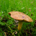 Suede Bolete/Fluweelboleet