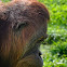 Orangutan