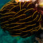 Crinoid