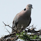 African collared dove