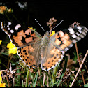 Painted Lady