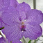 Vanda orchid