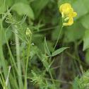 Meadow Vetchling, Wiesen-Platterbse