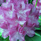 Azalea