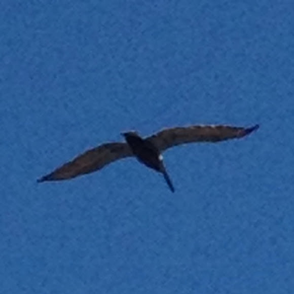 Spotting Image 1