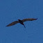 Brown Pelican