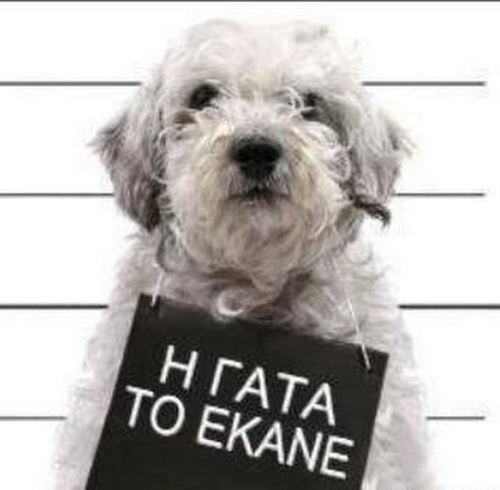 Η ΓΑΤΑ ΤΟ ΕΚΑΝΕ
